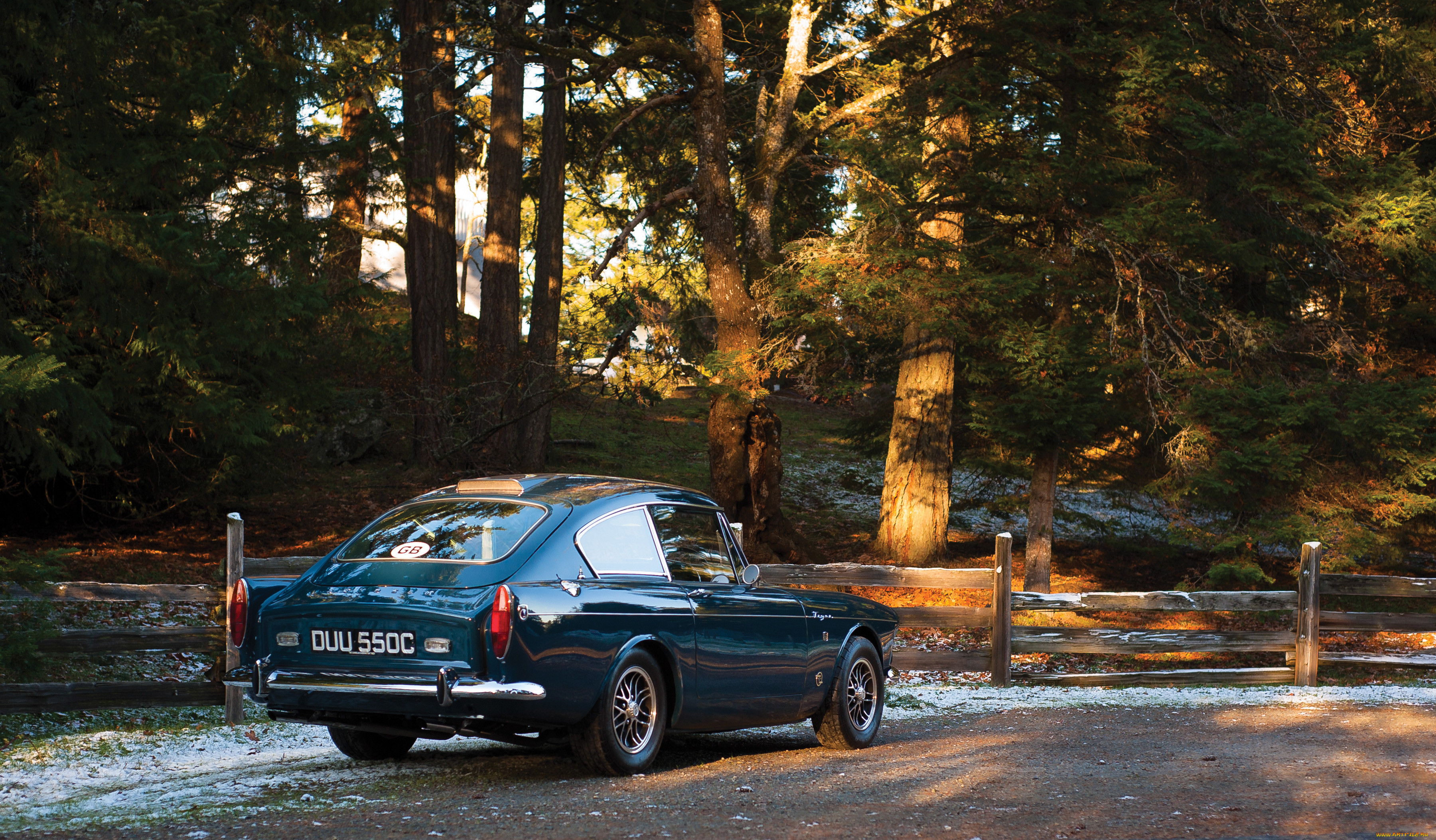 , sunbeam, tiger